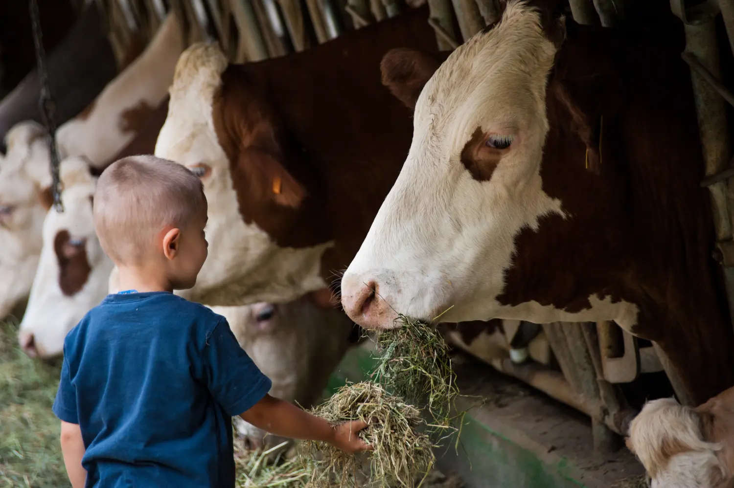 un bambino in una stalla nutre e gioca con mucche e tori 