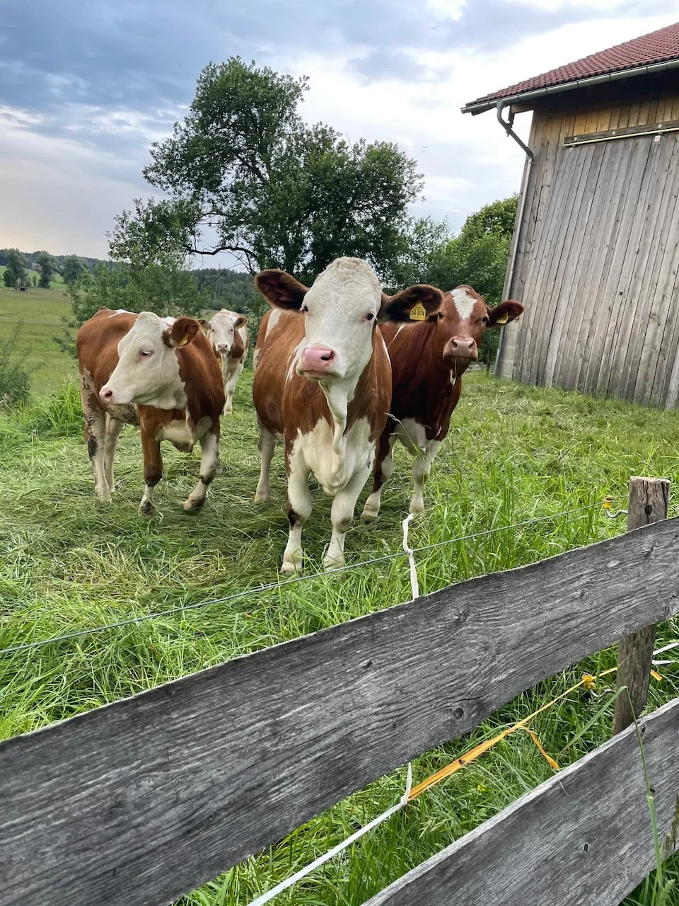 Pferdehof beim Erlebnisbauernhof bei Greier